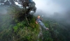 Aventura en las alturas: Canopy y vistas únicas de las fincas cafeteras de Boquete